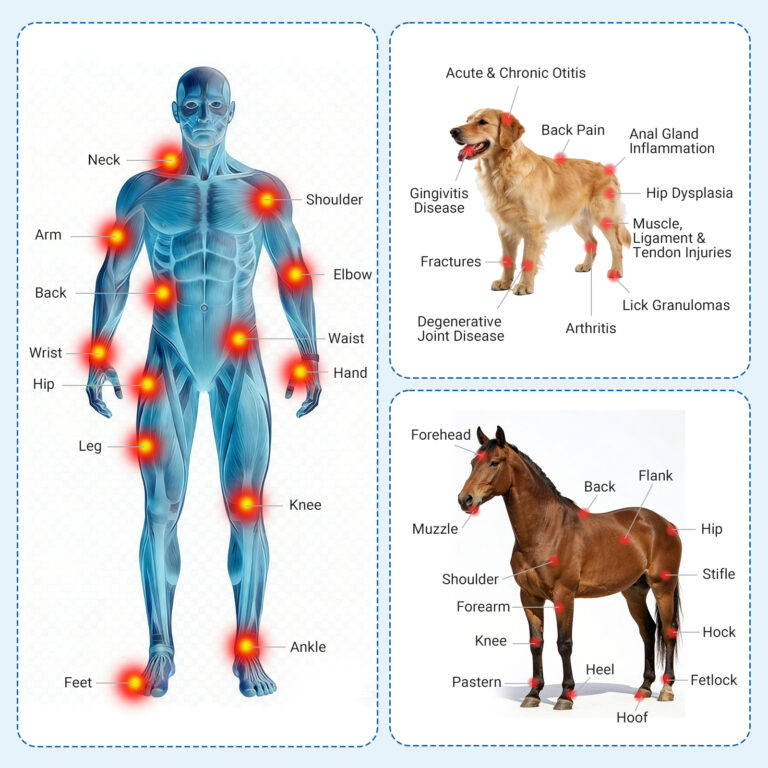 ZJKZ-cold laser therapy 808nm